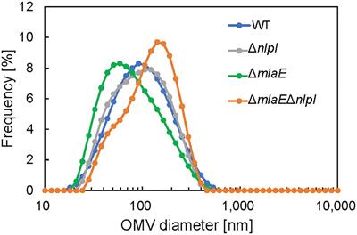 Aberrant Membrane Structures in Hypervesiculating Escherichia coli Strain ΔmlaEΔnlpI Visualized by Electron Microscopy